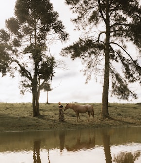 A serene scene by a lakeside featuring a person standing on grass next to a calm horse. Large pine trees frame the composition, casting gentle shadows. The water reflects the imagery above, creating a sense of balance and tranquility. The sky is overcast, contributing to a peaceful, contemplative atmosphere.