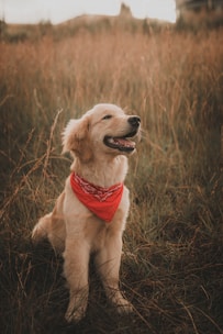 A happy golden retriever puppy sits in a field of tall grass, wearing a red bandana around its neck. The dog's mouth is open in a playful manner, and the background is softly blurred, creating a warm, natural ambiance.