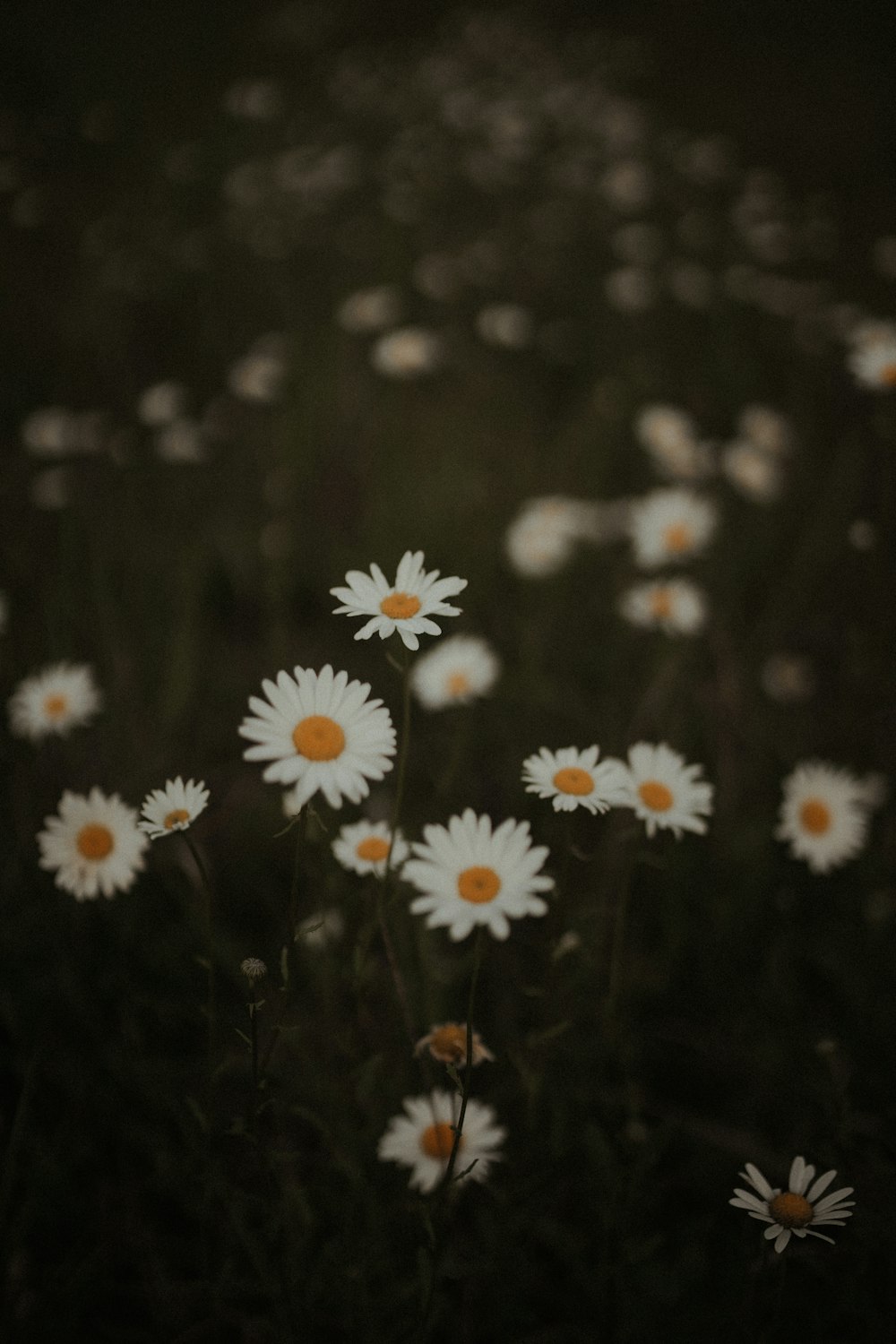 a field full of white daisies in the dark