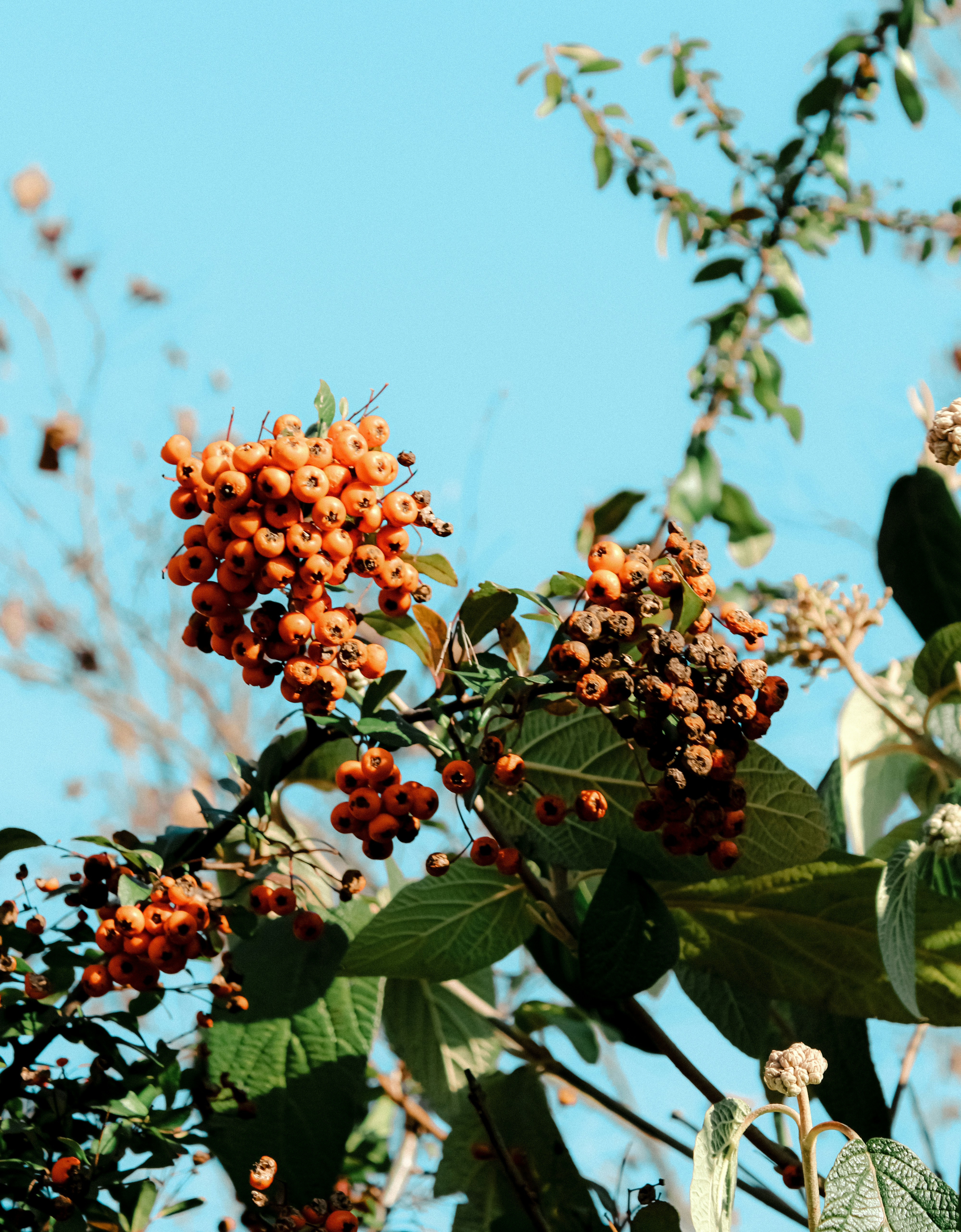 Photo by linusbelanger