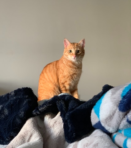 a cat sitting on top of a pile of blankets