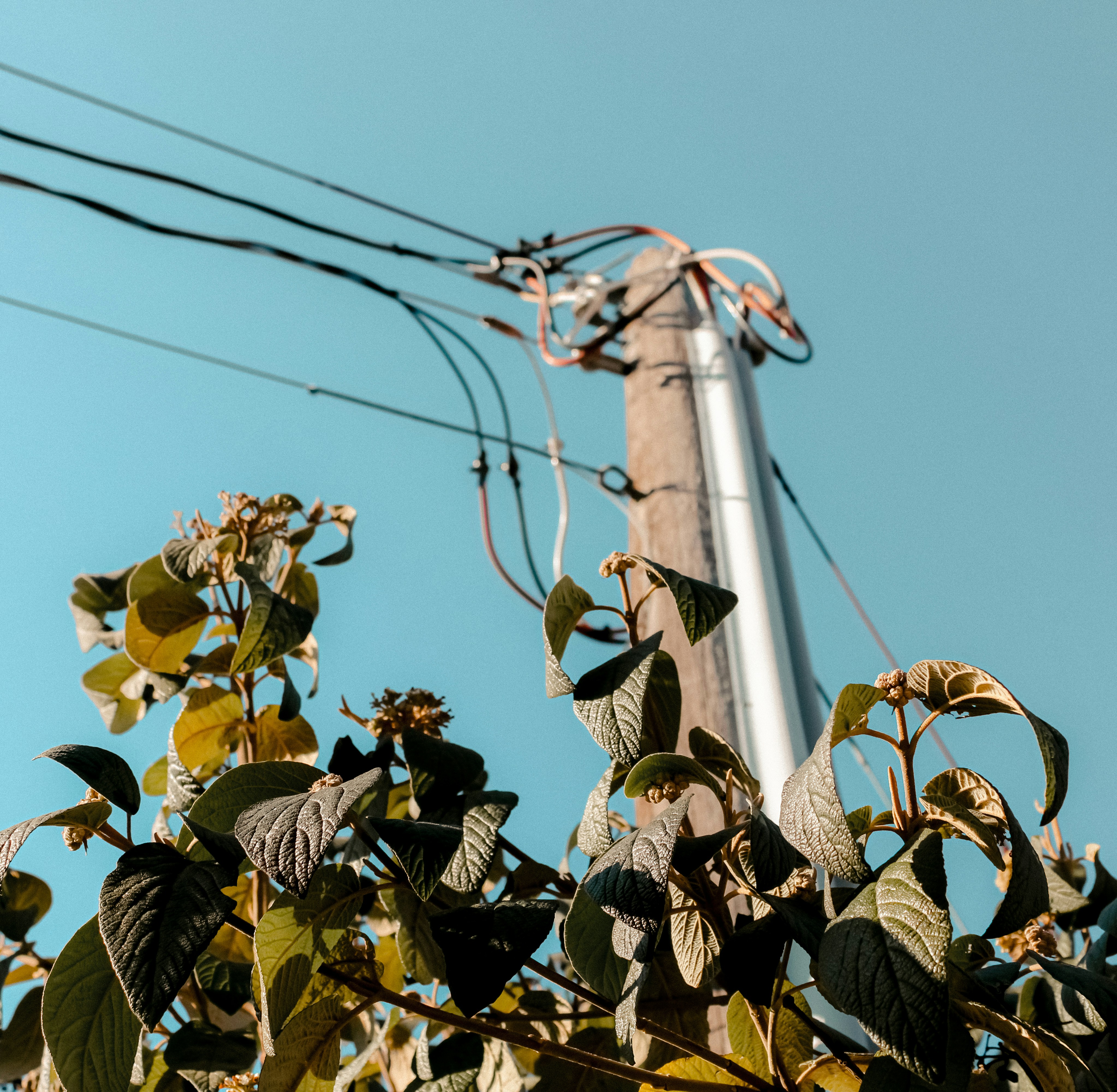 Photo by linusbelanger