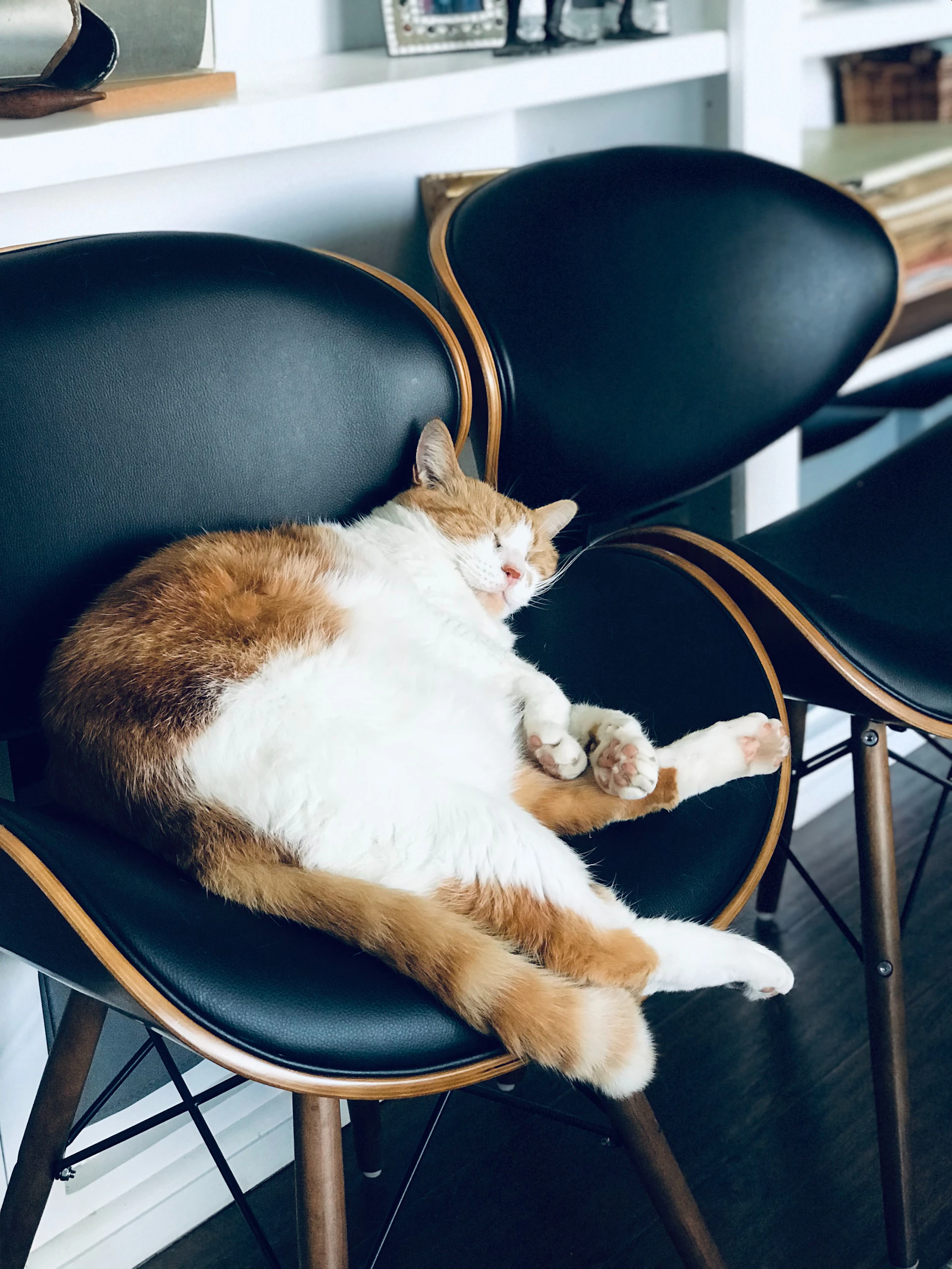 a cat is sleeping on a black chair