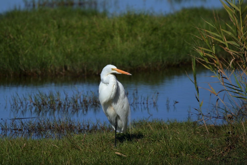 a large white bird standing on top of a lush green field