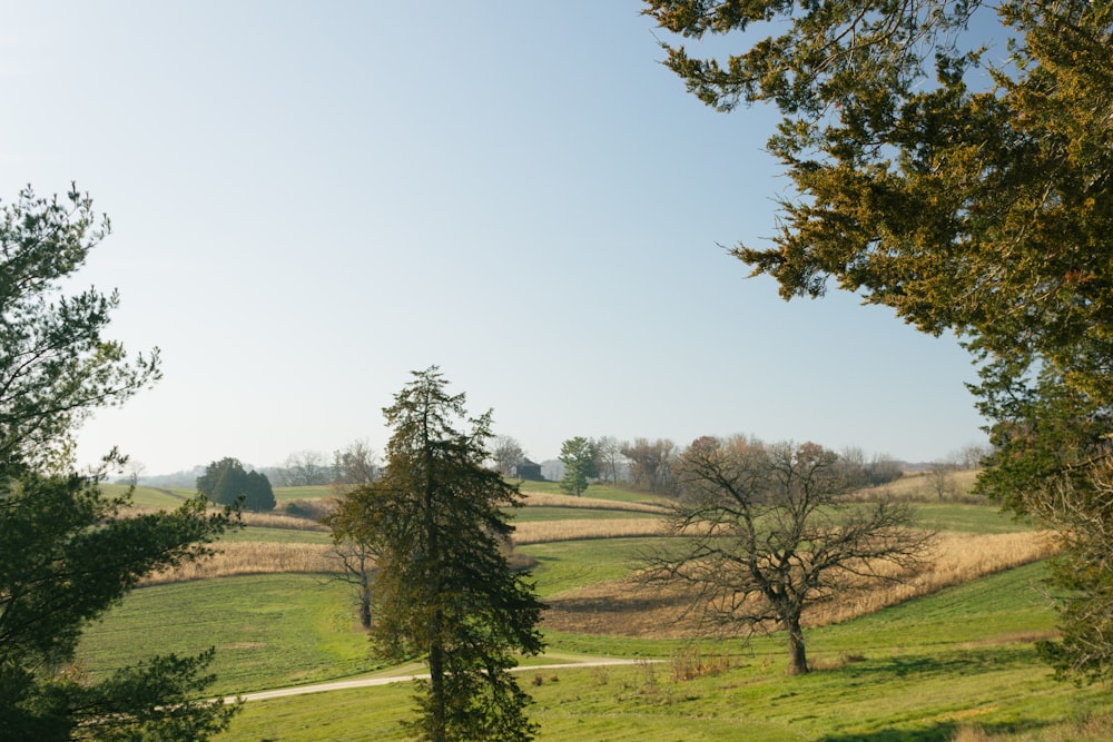 a grassy field with trees and a dirt path