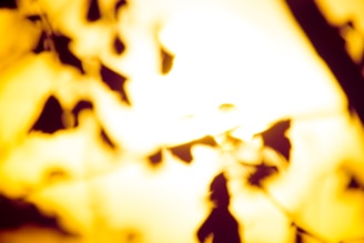 An abstract image of light filtering through leaves, creating a play of shadows.