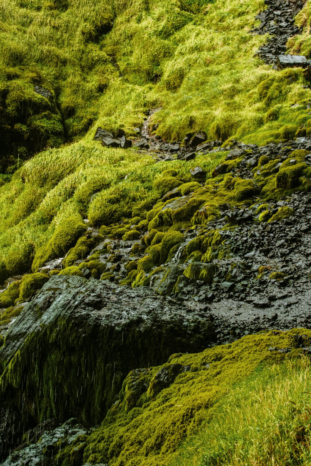 ein grasbewachsener Hügel, der mit viel grünem Moos bedeckt ist
