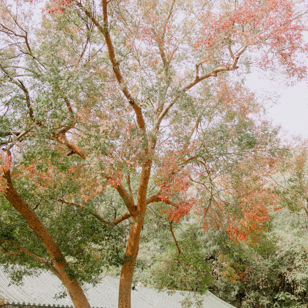 a tree with red leaves in front of a house