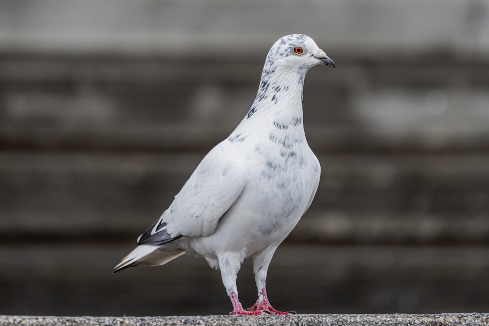 a white and gray bird standing on a ledge