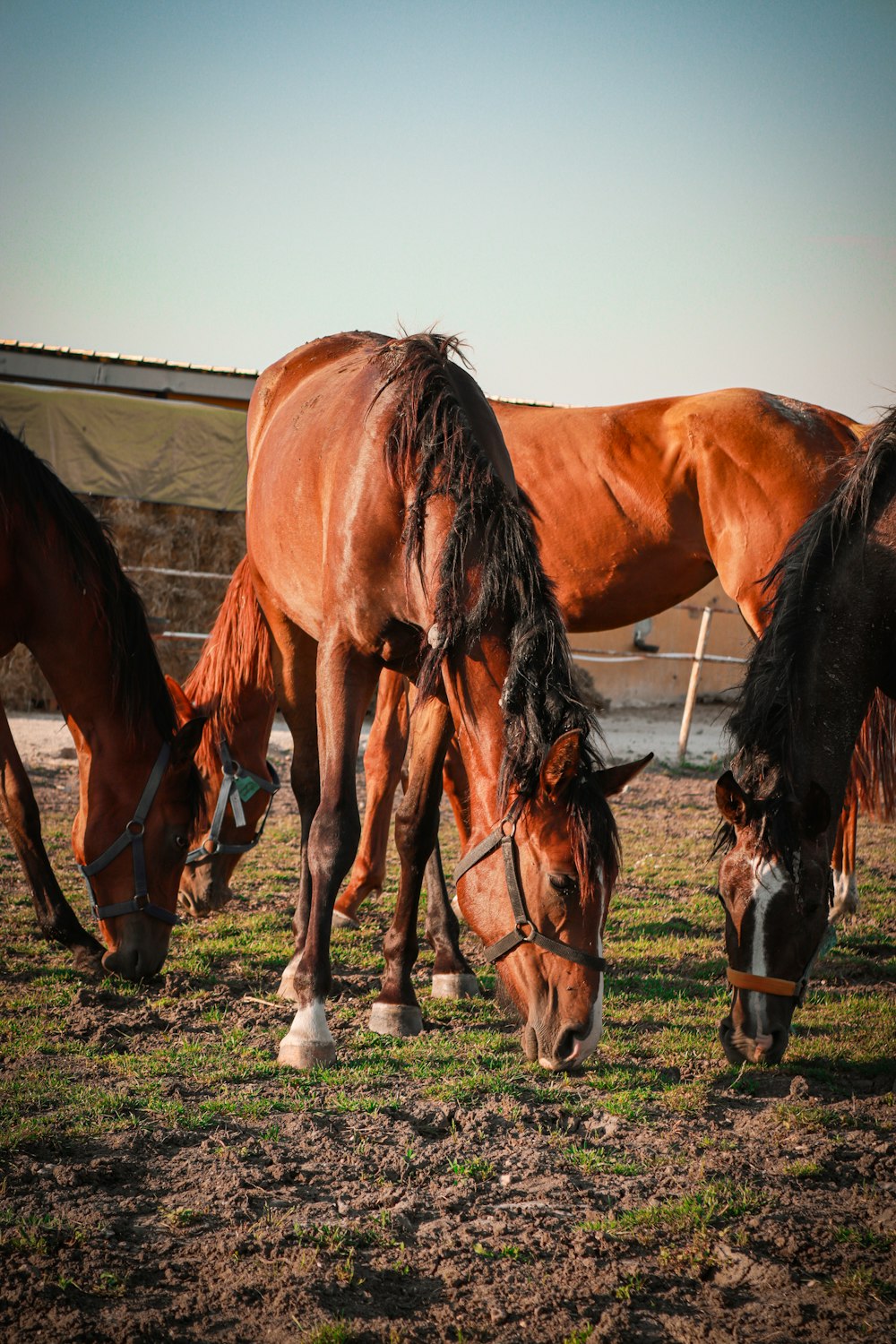un grupo de caballos parados en la cima de un campo cubierto de hierba