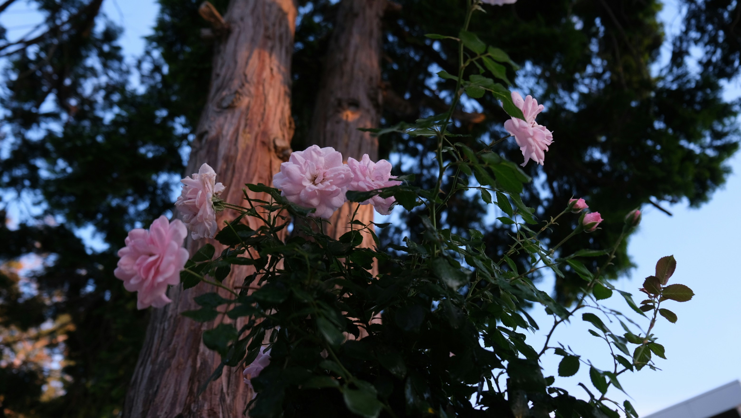 Las flores rosadas florecen en la rama de un árbol
