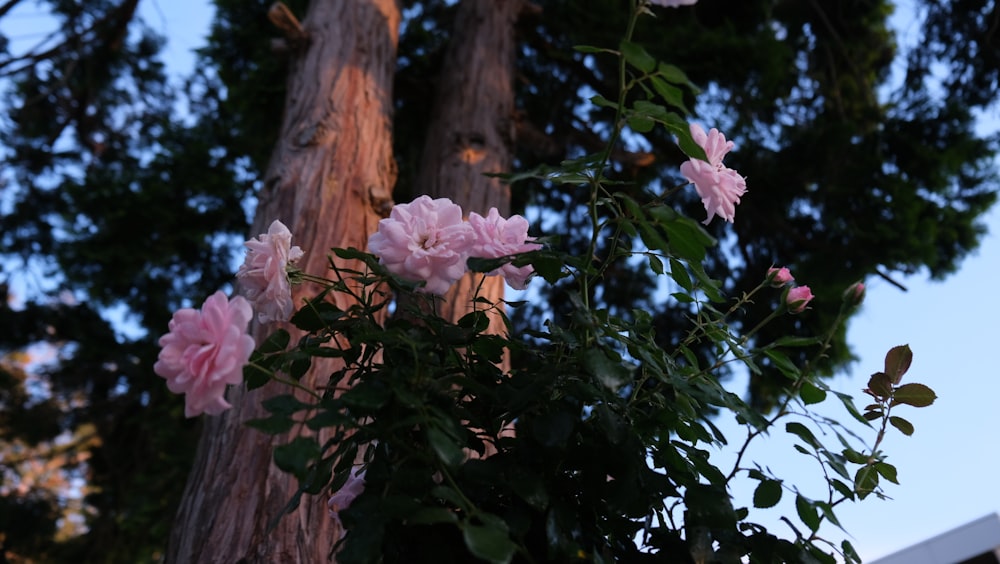 pink flowers are blooming on a tree branch