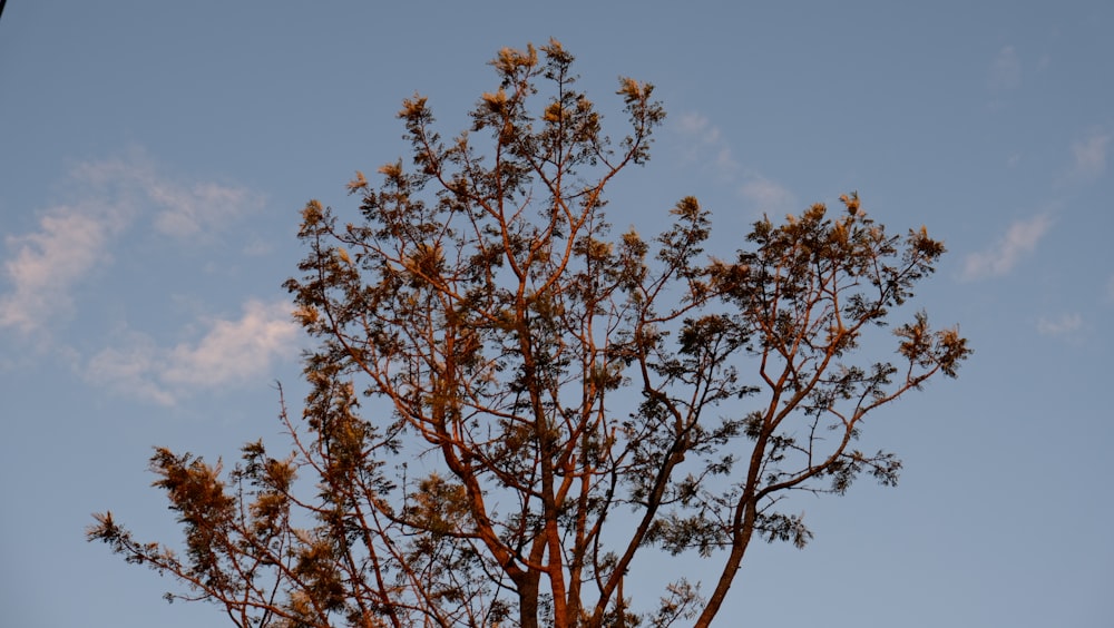 a tree with a blue sky in the background