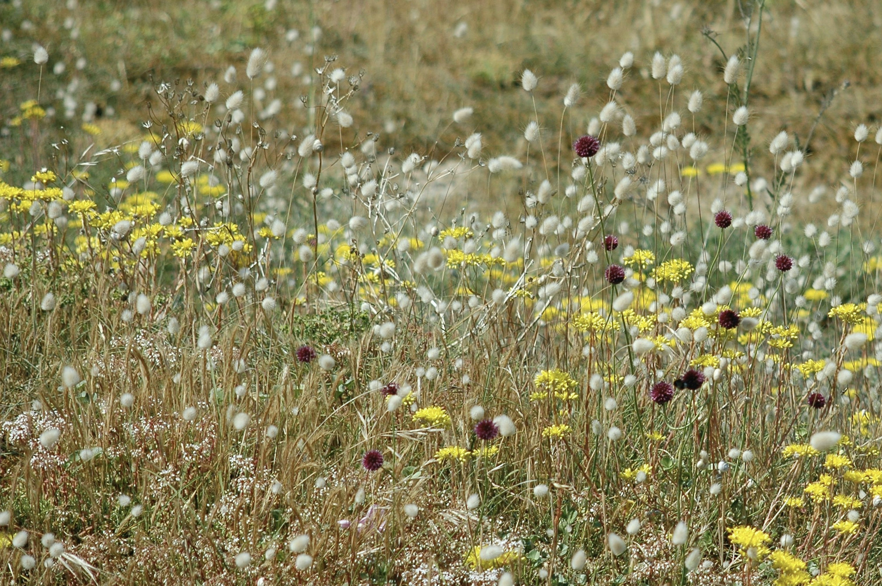 A field full of wildflowers and grasses photo – Free Bretagne Image on ...