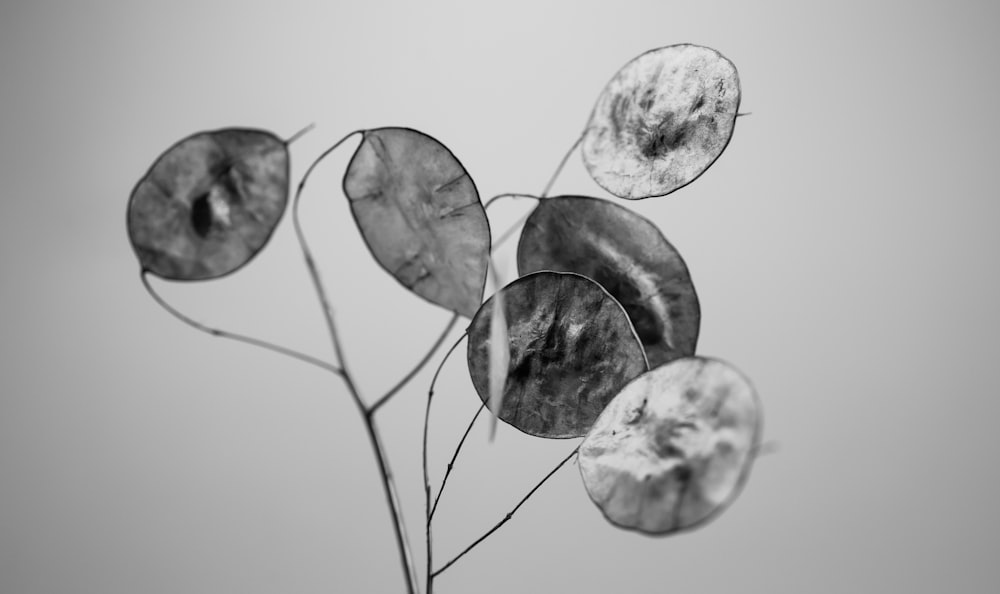 a black and white photo of a plant with leaves