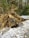 A large tree has been uprooted, lying on the forest floor with its roots exposed. Snow lightly covers the ground, and the surrounding area is dense with green foliage and other trees. The scene suggests a recent disturbance, possibly from strong winds or a storm.