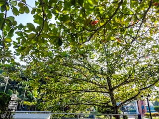 A tree with densely packed green leaves is in the foreground, casting a shadow and providing shade. The sun is shining brightly, filtering through the leaves. The background includes a fenced area, a lamp post, and some signage. Some orange or reddish hues are present among the green leaves.