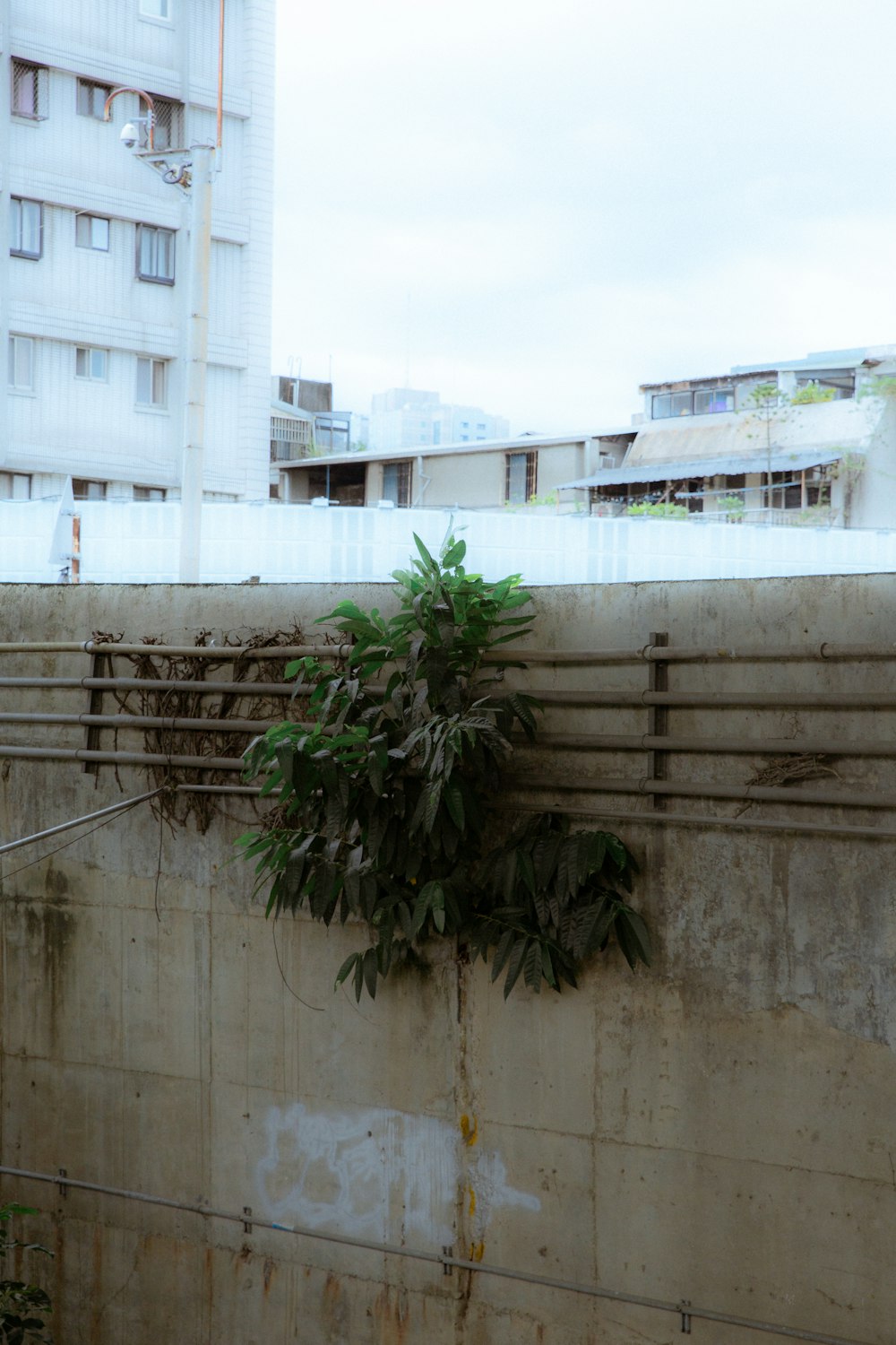 a tree growing on the side of a building