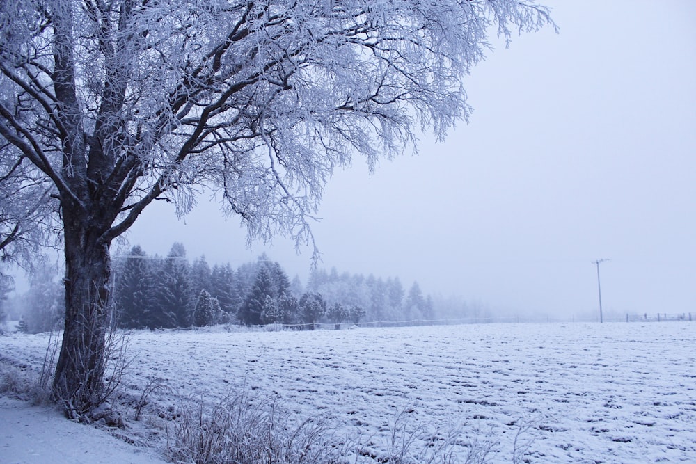 a field covered in snow next to a tree