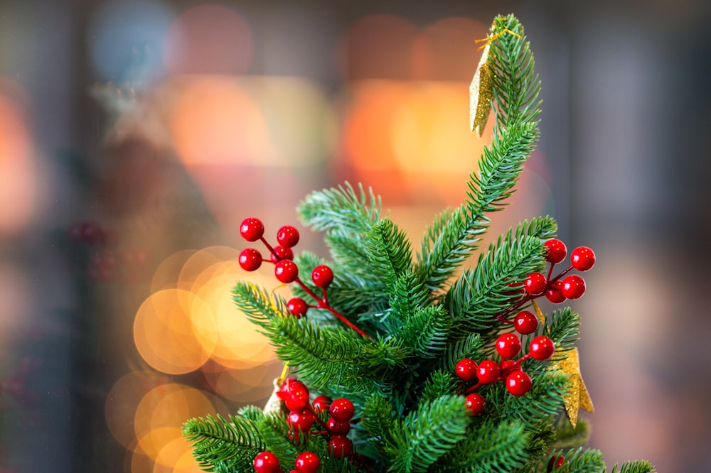 a close up of a small christmas tree with red berries