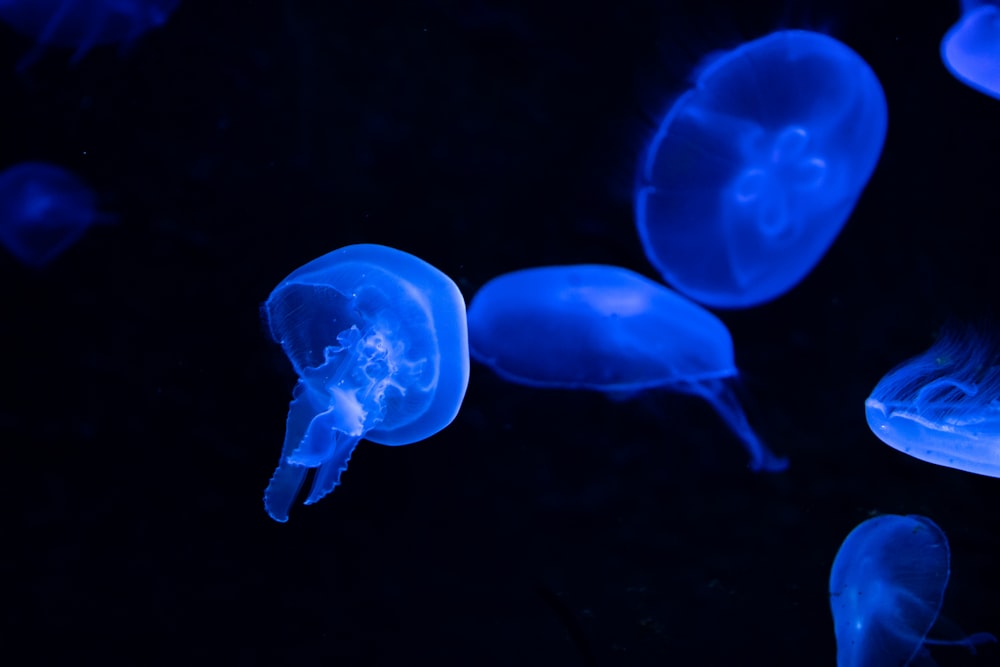 a group of jellyfish swimming in the dark