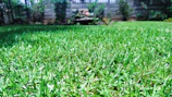 A vibrant lawn after turfing, bordered by clean fencing and colorful plants.