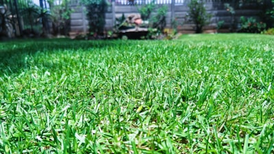 A lush, green lawn stretches across the foreground, with vibrant grass blades highlighted by bright sunlight. In the background, a stone fence is partially obscured by various bushes and small plants, adding a touch of natural privacy to the garden setting.