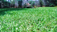 A vibrant lawn after turfing, bordered by clean fencing and colorful plants.