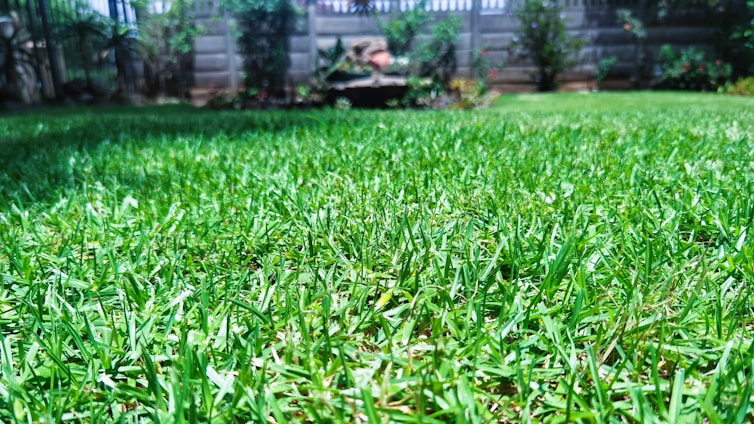 A lush, green lawn stretches across the foreground, with vibrant grass blades highlighted by bright sunlight. In the background, a stone fence is partially obscured by various bushes and small plants, adding a touch of natural privacy to the garden setting.