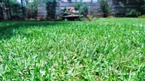 Lush lawn