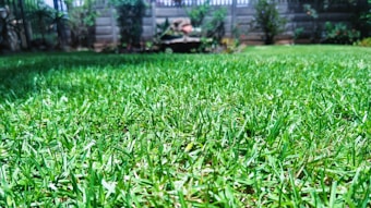 A lush, green lawn stretches across the foreground, with vibrant grass blades highlighted by bright sunlight. In the background, a stone fence is partially obscured by various bushes and small plants, adding a touch of natural privacy to the garden setting.