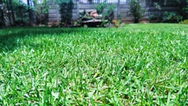 A lush, green lawn stretches across the foreground, with vibrant grass blades highlighted by bright sunlight. In the background, a stone fence is partially obscured by various bushes and small plants, adding a touch of natural privacy to the garden setting.