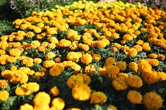 A field of blooming marigold flowers in India, glowing warmly in the golden hour light.