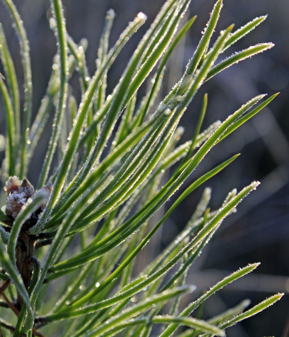 a close up of a pine tree with snow on it