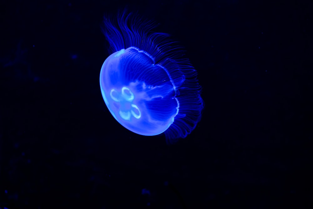 a blue jellyfish floating in the dark water