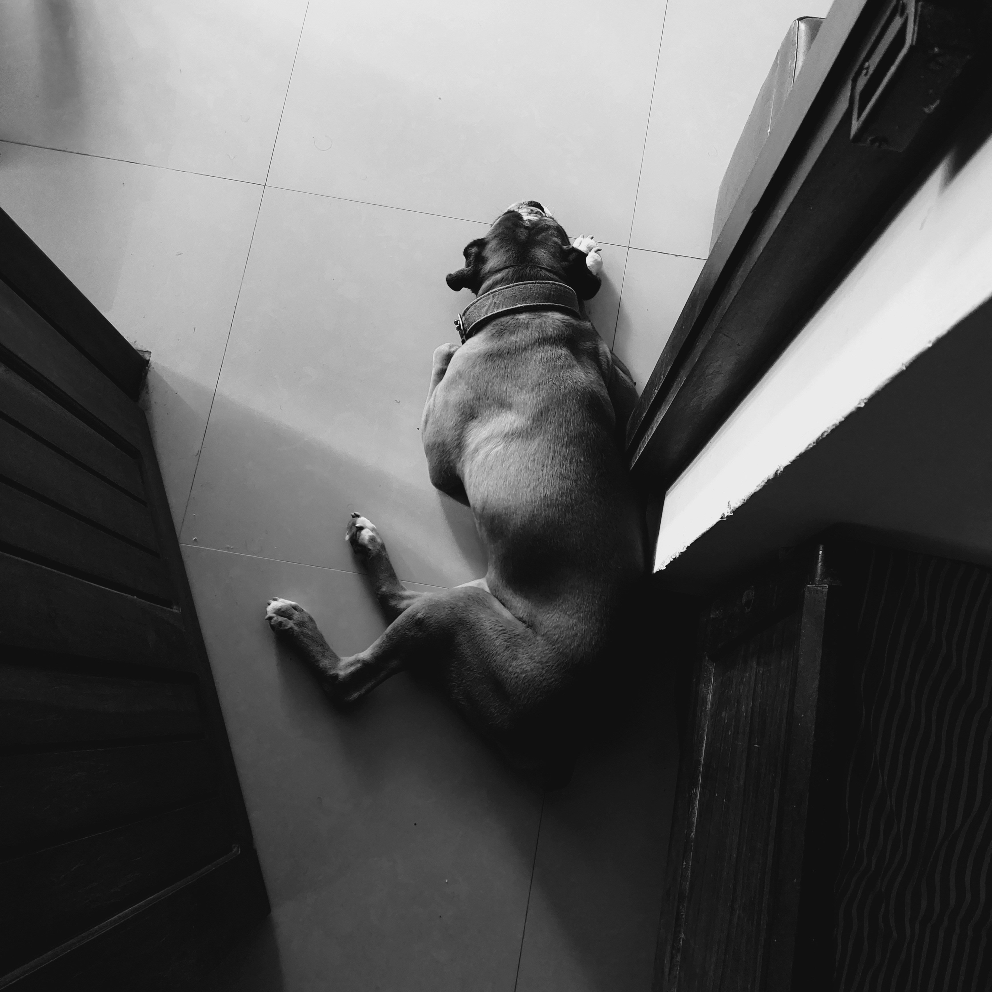 a dog laying on the floor next to a door