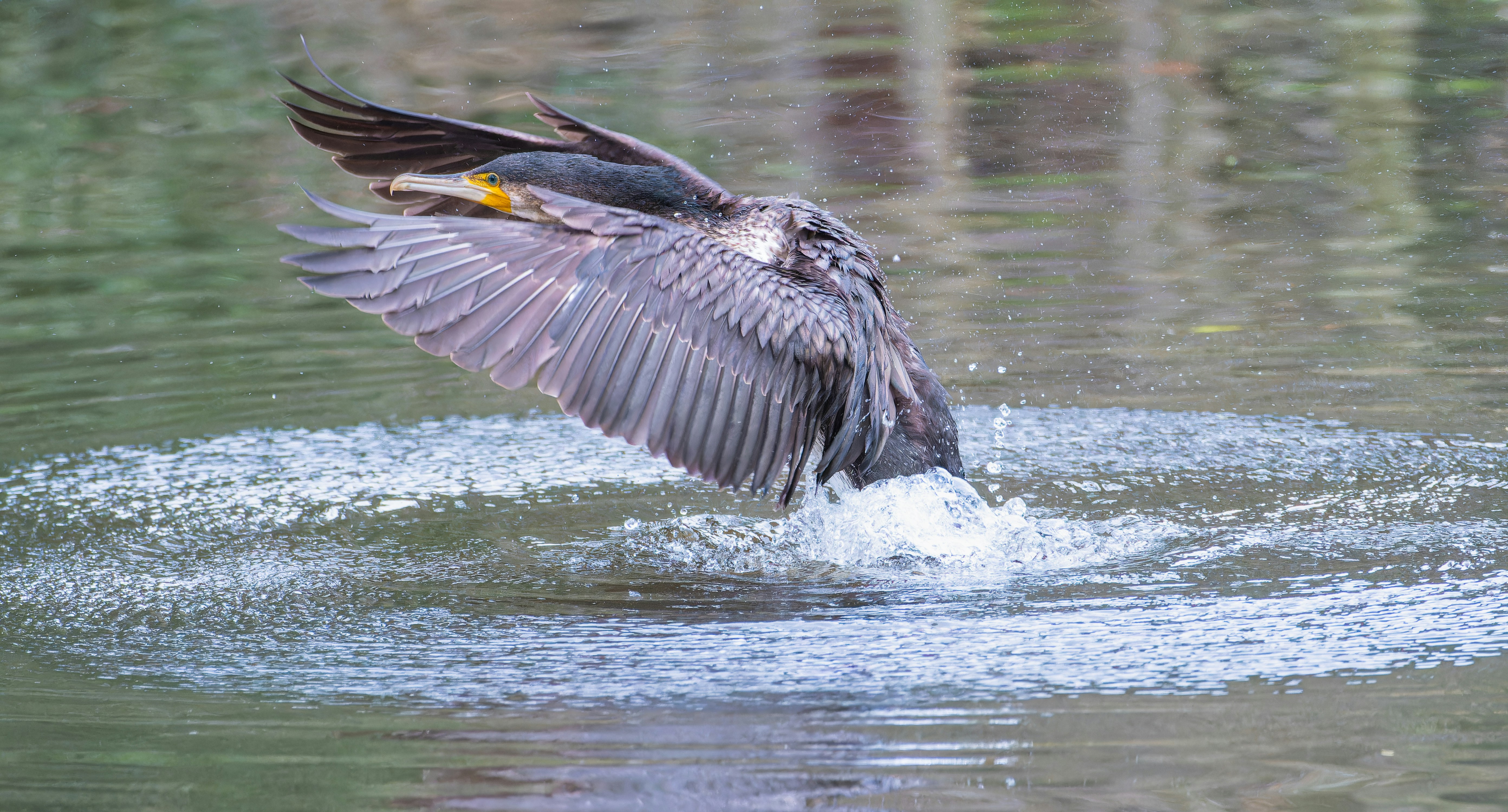 Photo by siegfriedpoepperl