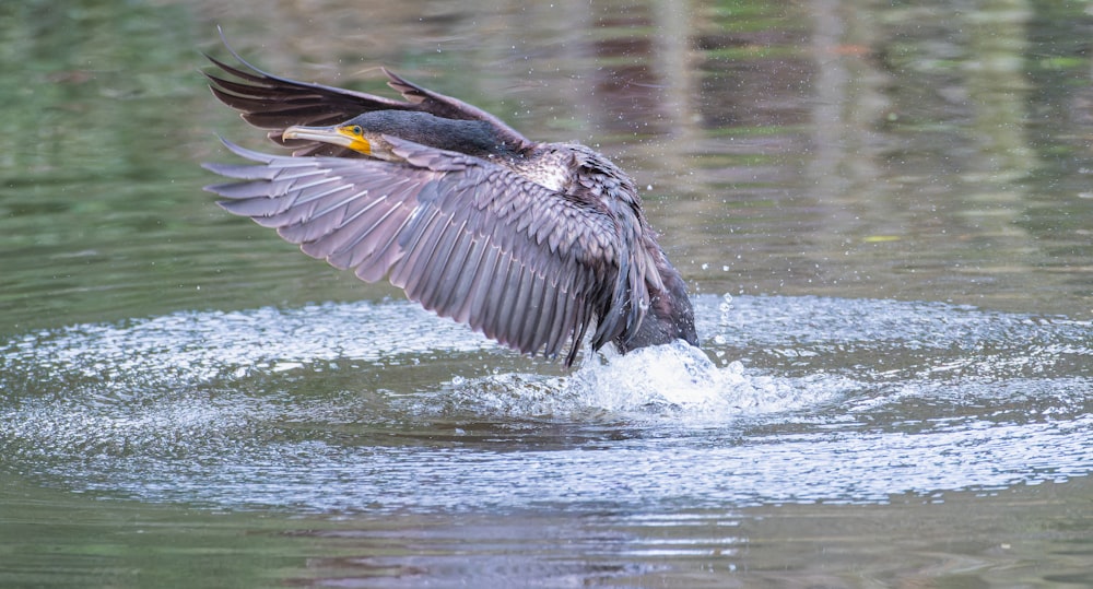 a large bird with it's wings spread out in the water