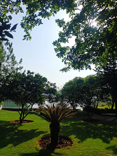 Sunlight filtering through trees in the peaceful garden area of Palmares El Mangrullo.