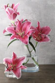 Delicate pink and white lilies arranged in a modern glass vase.