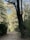 A serene forest pathway surrounded by tall trees and dense foliage. Sunlight filters through the leaves, casting dappled shadows on the dirt path. A wooden bench is positioned to the side, inviting rest and reflection amidst nature.