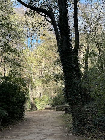 A peaceful forest path inviting reflection and connection with nature.