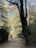 A serene forest pathway surrounded by tall trees and dense foliage. Sunlight filters through the leaves, casting dappled shadows on the dirt path. A wooden bench is positioned to the side, inviting rest and reflection amidst nature.
