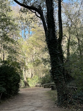 A serene forest pathway surrounded by tall trees and dense foliage. Sunlight filters through the leaves, casting dappled shadows on the dirt path. A wooden bench is positioned to the side, inviting rest and reflection amidst nature.