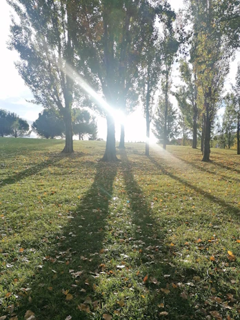 Sunlight filtering through trees onto a field test site marked with small flags.