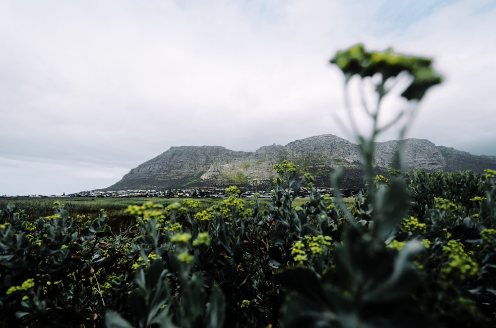 a view of a field with a mountain in the background