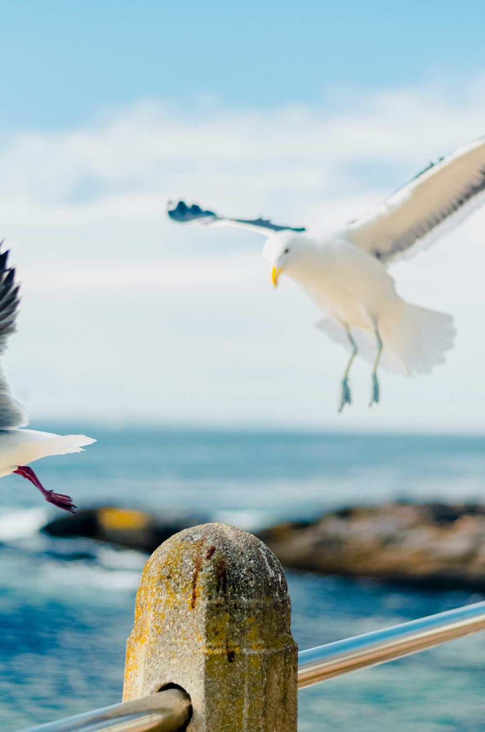 two seagulls are flying over a railing near the ocean