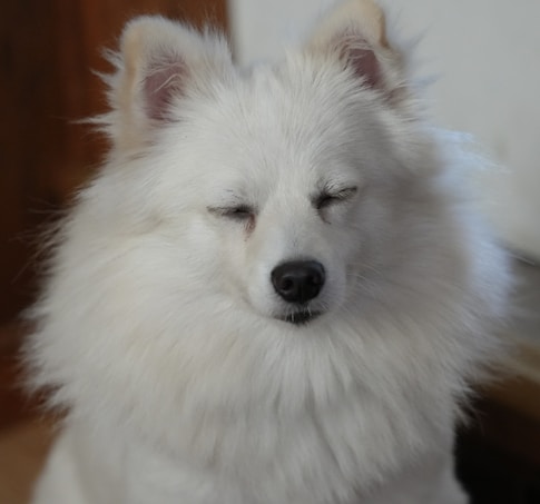 A fluffy white dog with closed eyes, showcasing a thick, soft coat and erect ears. The background is simple and unobtrusive, highlighting the dog's peaceful and serene expression.