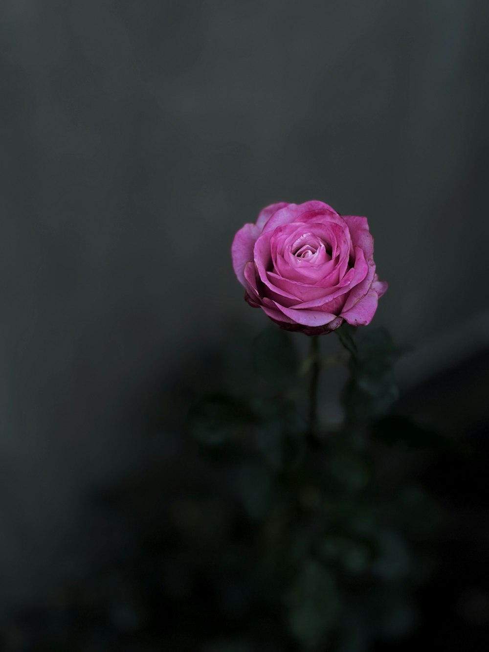 a single pink rose sitting on top of a table