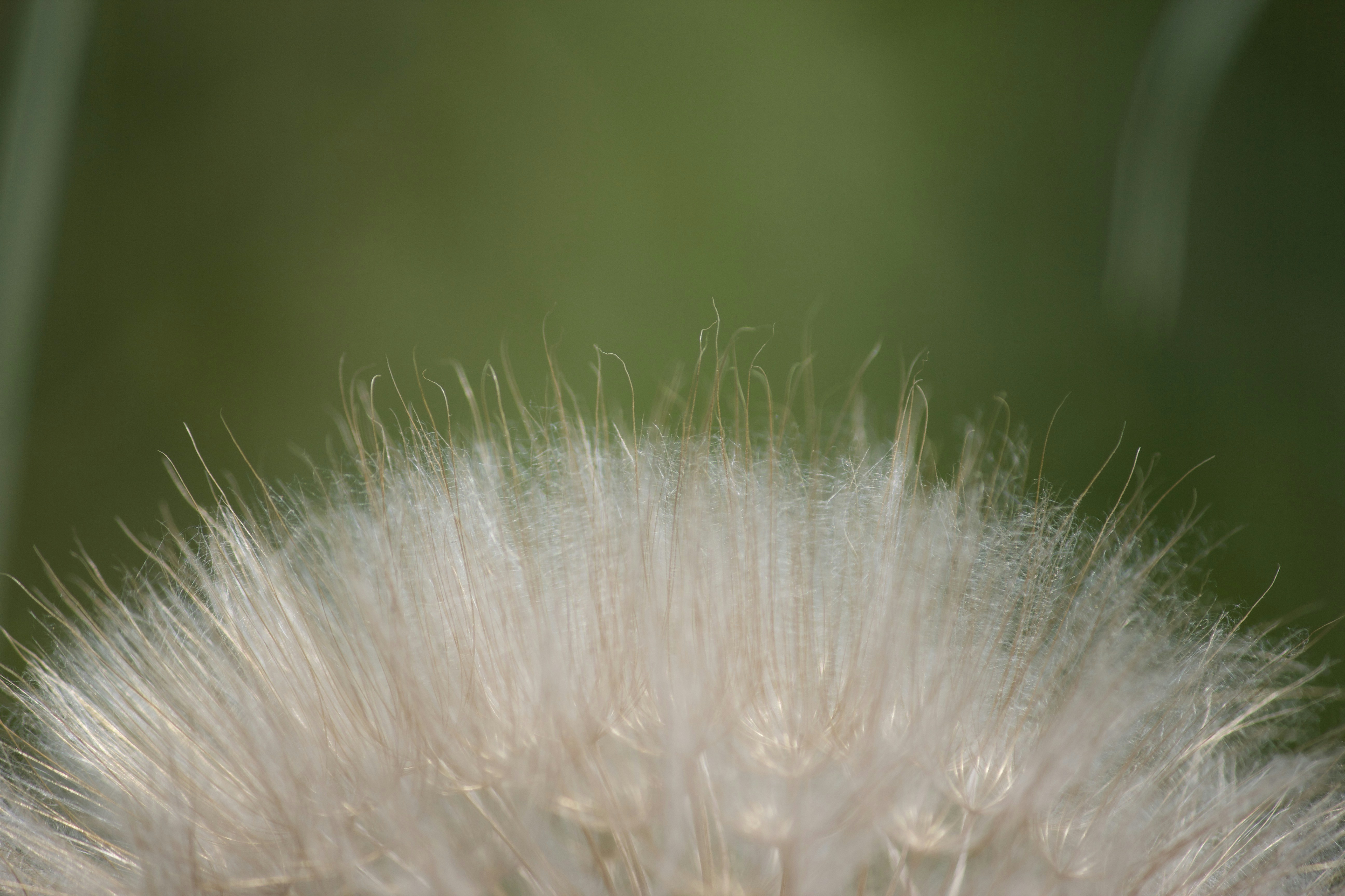 Photo by krazekatlady